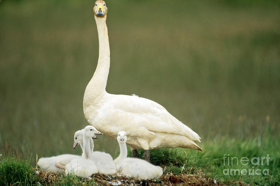 Whooper Swan With Cygnets Photograph by Art Wolfe