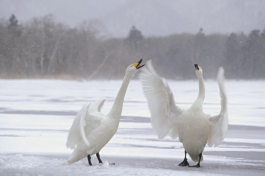 Whooper Swans Arguing Hokkaido Japan Photograph by Konrad Wothe