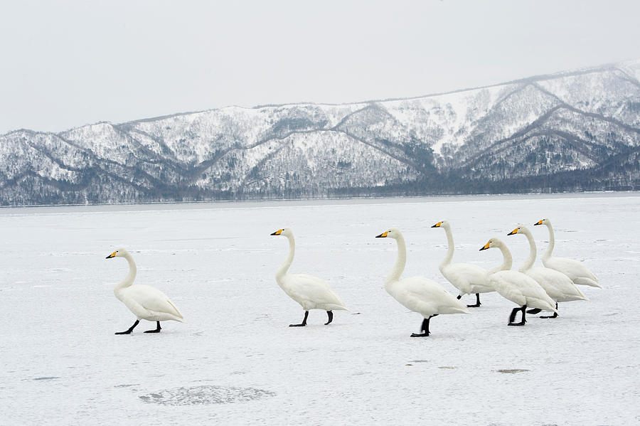 Whooper Swans Photograph by Dr P. Marazzi