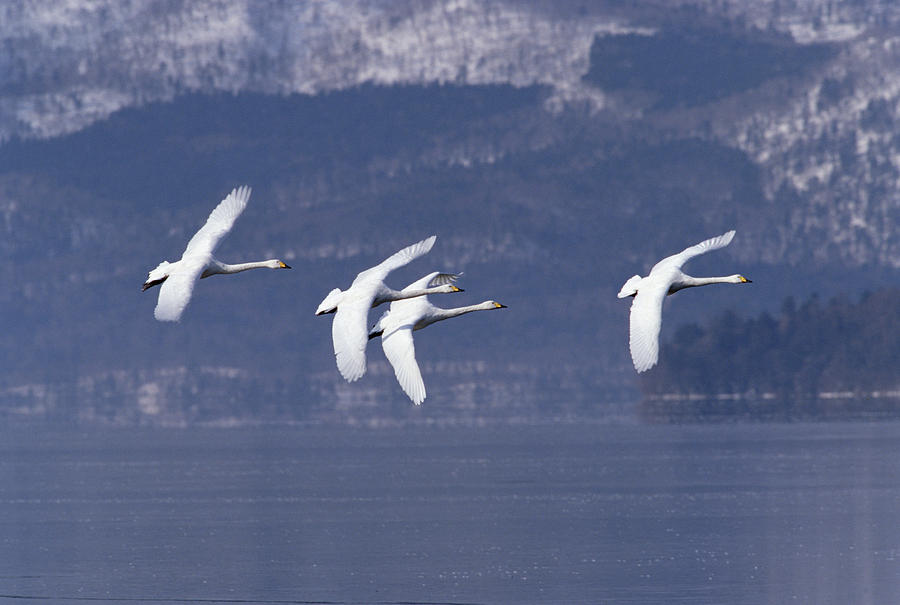 Whooper Swans Flying Hokkaido Japan Photograph by Konrad Wothe