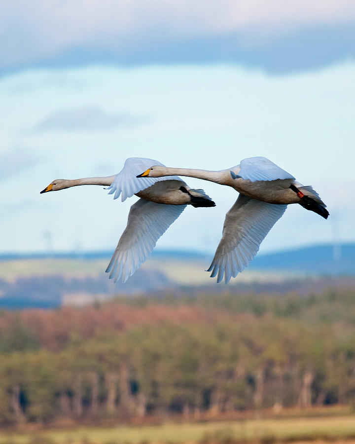 Whooper Swans In Formation Flying Photograph by Dave Moorhouse