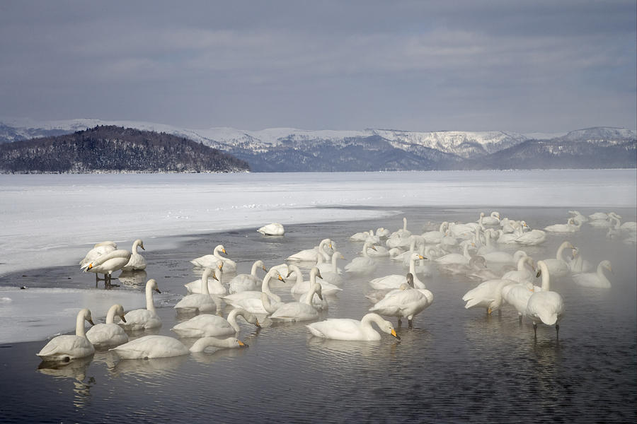 Whooper Swans In Hotspring Hokkaido Photograph by Dickie Duckett