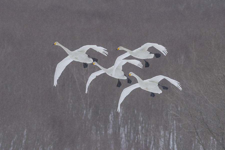 Whooper Swans In Snowstorm, Japan Photograph by John Shaw