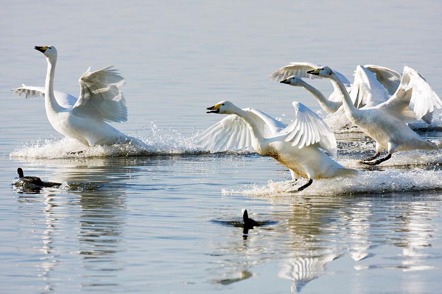 Whooper Swans Photograph by John Devries/science Photo Library