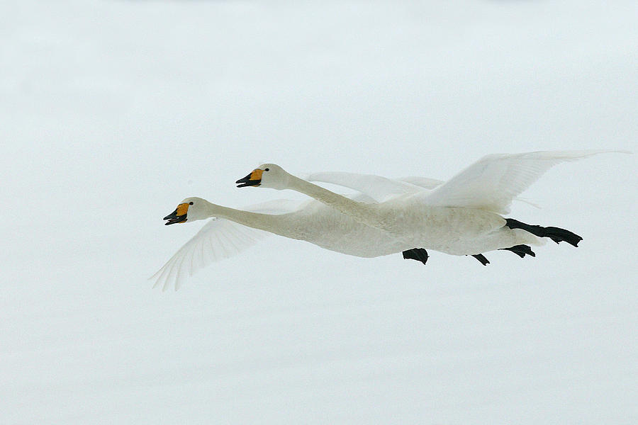 Swan Photograph - Whooper Swans by M. Watson