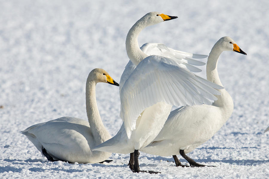 Whooper Swans Photograph by Natural Focal Point Photography