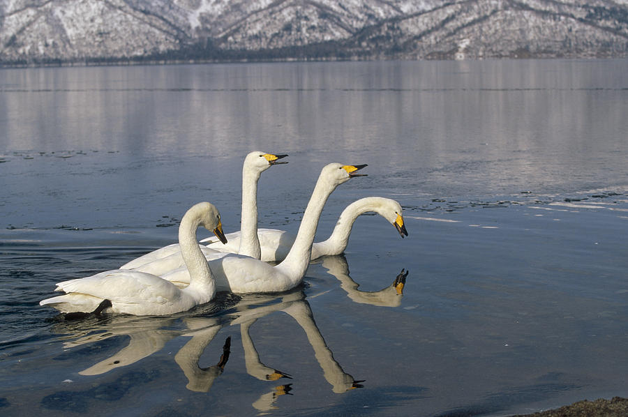 Whooper Swans On Icy Lake Hokkaido Japan Photograph by Konrad Wothe