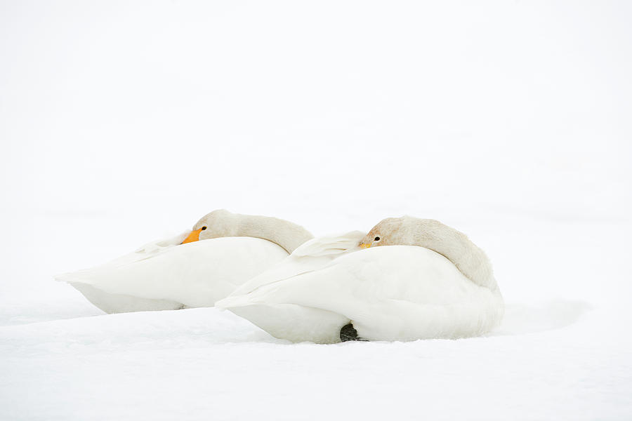 Whooper Swans Resting On Snow Photograph by Dr P. Marazzi