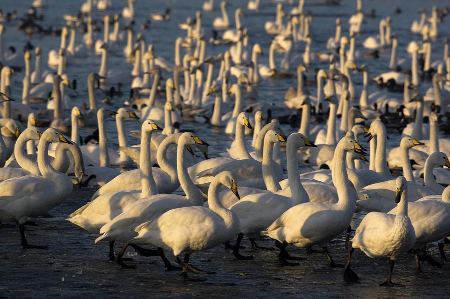 Whooper Swans Photograph by Simon Booth/science Photo Library