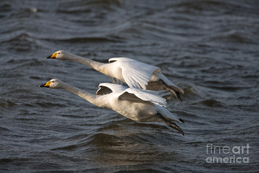 Whooper Swans Photograph by Thomas Hanahoe