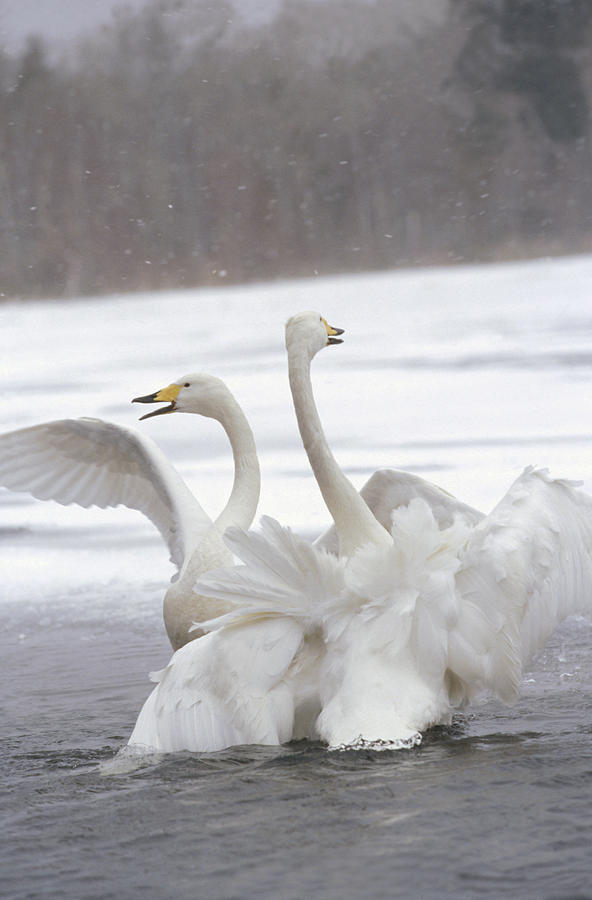 Whooper Swans Wintering Photograph by Konrad Wothe