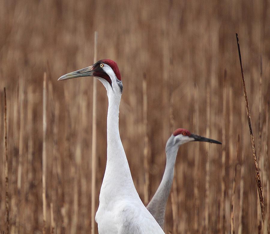 Whooping Crane and Friend Photograph by John Dart