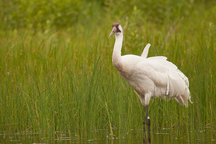 Whooping Crane at International Crane Foundation Photograph by Natural Focal Point Photography