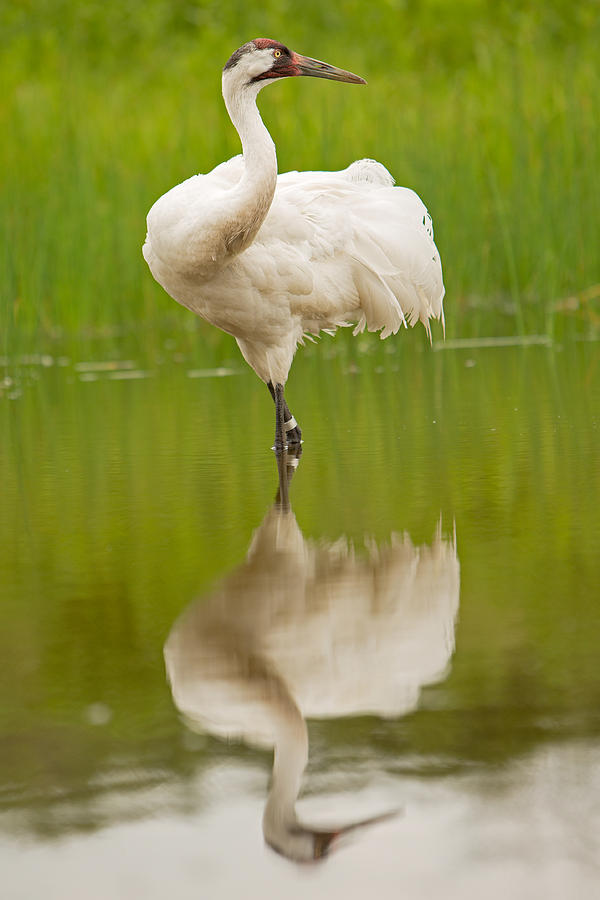 Whooping Crane at the International Crane Foundation Photograph by Natural Focal Point Photography