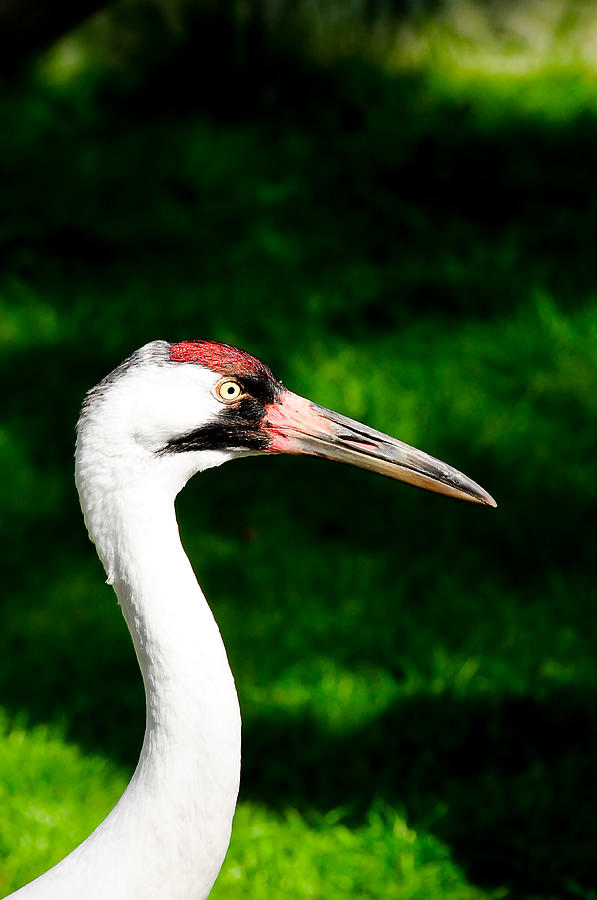 Florida Photograph - Whooping Crane by Don and Bonnie Fink Florida Photograph - Whooping Crane by Don and Bonnie Fink