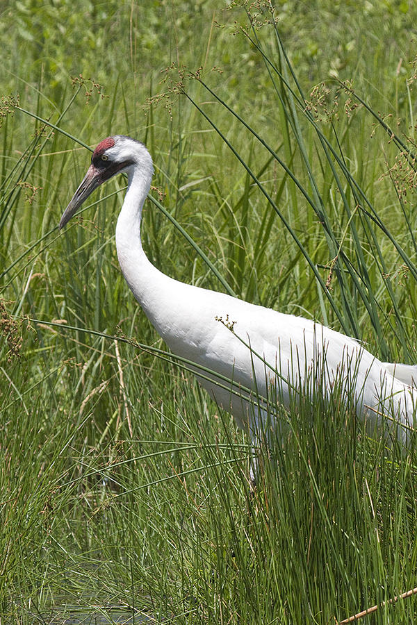 Whooping Crane Closeup Photograph by Natural Focal Point Photography