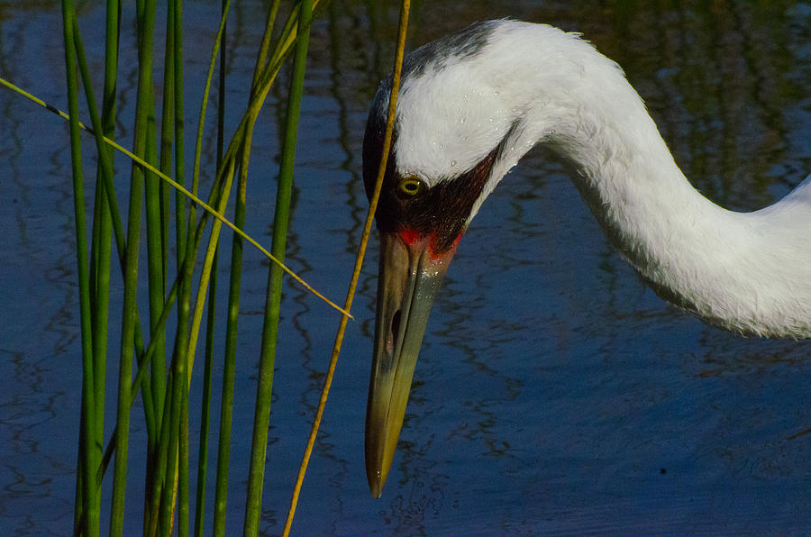 Whooping Crane Photograph