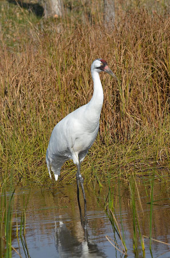 Whooping Crane Feeding Photograph by Chris Tennis | Pixels