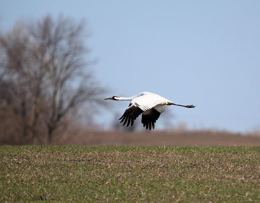 Whooping Crane Flight Photograph by John Dart
