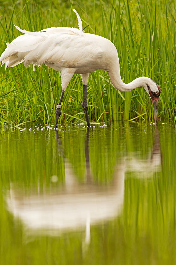 Whooping Crane Reflection Photograph by Natural Focal Point Photography