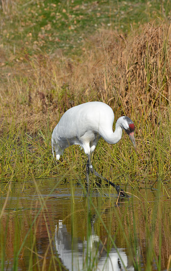 Whooping Crane Wading and Feeding Photograph by Chris Tennis - Pixels