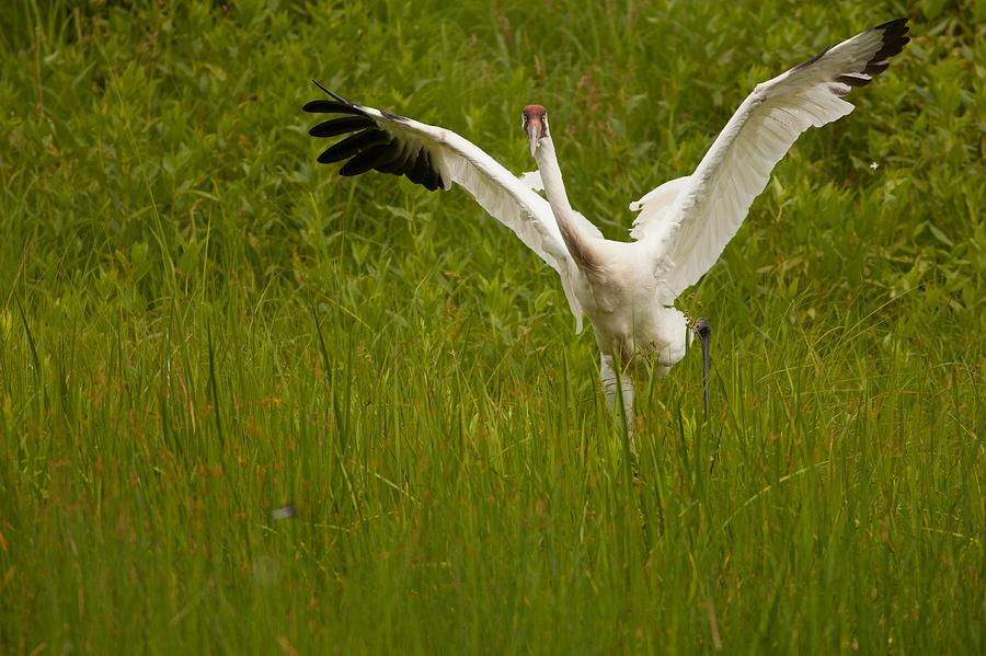 Whooping Crane Warning at International Crane Foundation Photograph by Natural Focal Point Photography