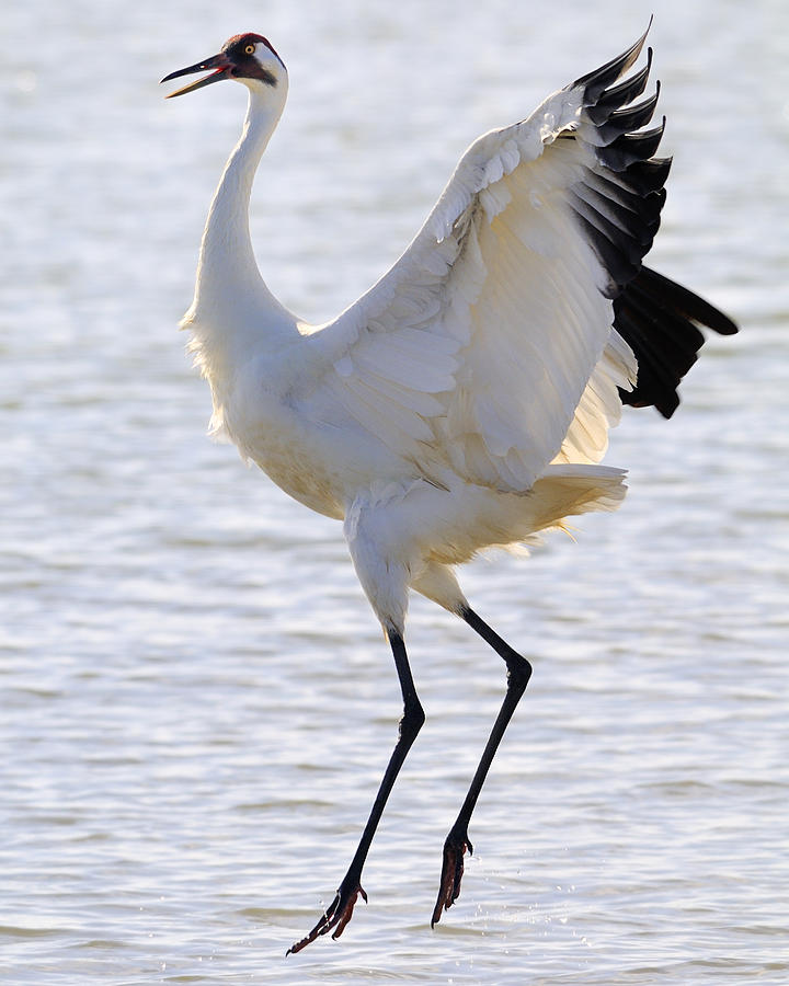Bird Photograph - Whooping Crane - Whooping it up by Tony Beck