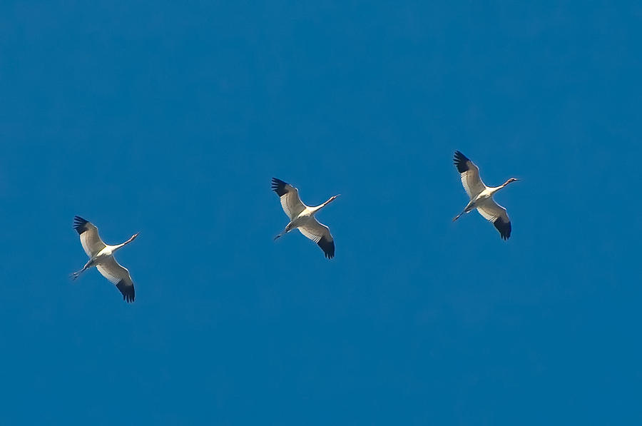 Nature Photograph - Whooping Cranes in Flight by Richard Leighton