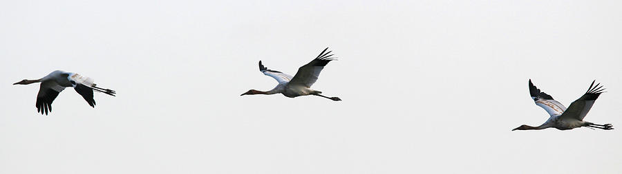 Wildlife Photograph - Whooping Cranes by Jeffrey Phelps