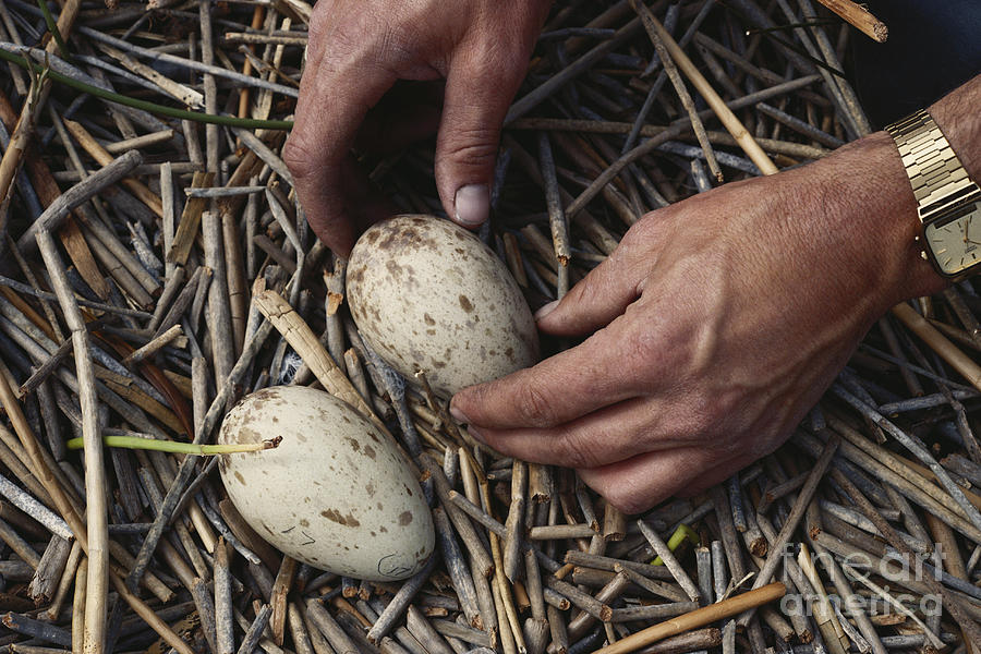 sandhill crane eggs