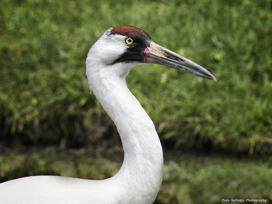 Whopping Crane In Profile Photograph By Fran Gallogly - Fine Art America