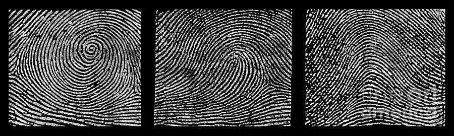 Whorl, Loop, And Arch Fingerprints Photograph by Science Source