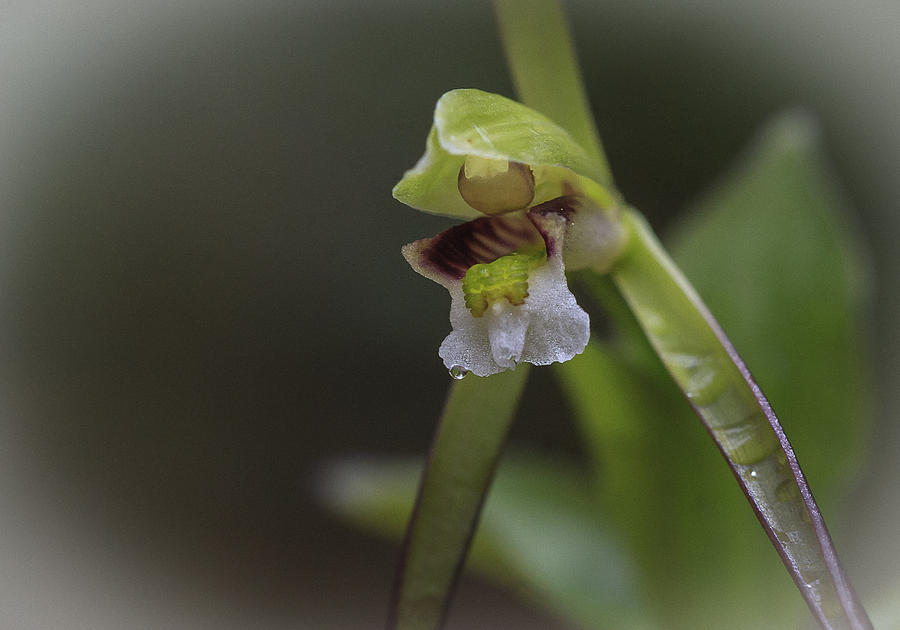 Whorled Pogonia Photograph by Jack R Perry