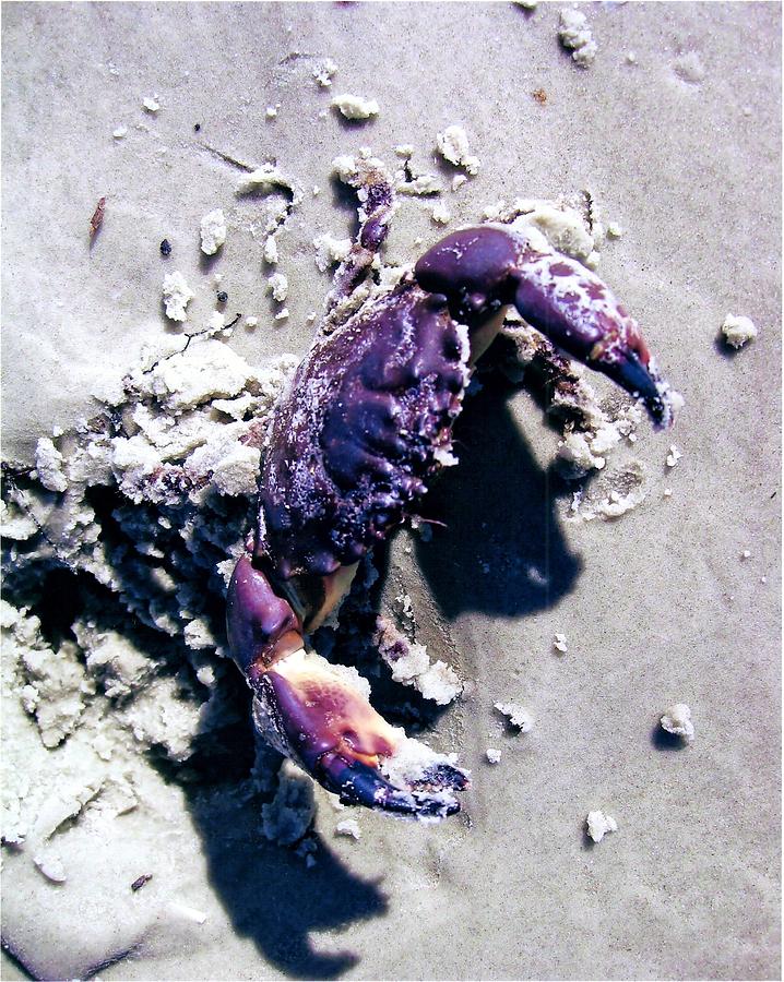 Whos Crabby Photograph by James McAdams