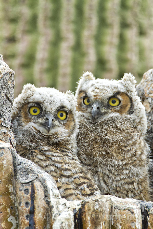 Owl Photograph - Whos There? by Bryan Keil