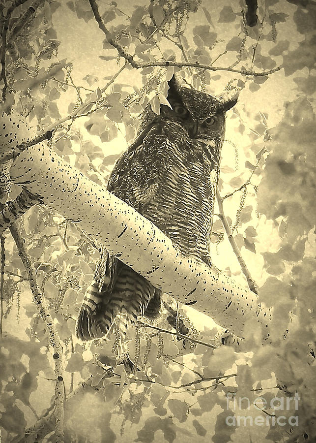 Whos Watching - Sepia Photograph by Carol Groenen