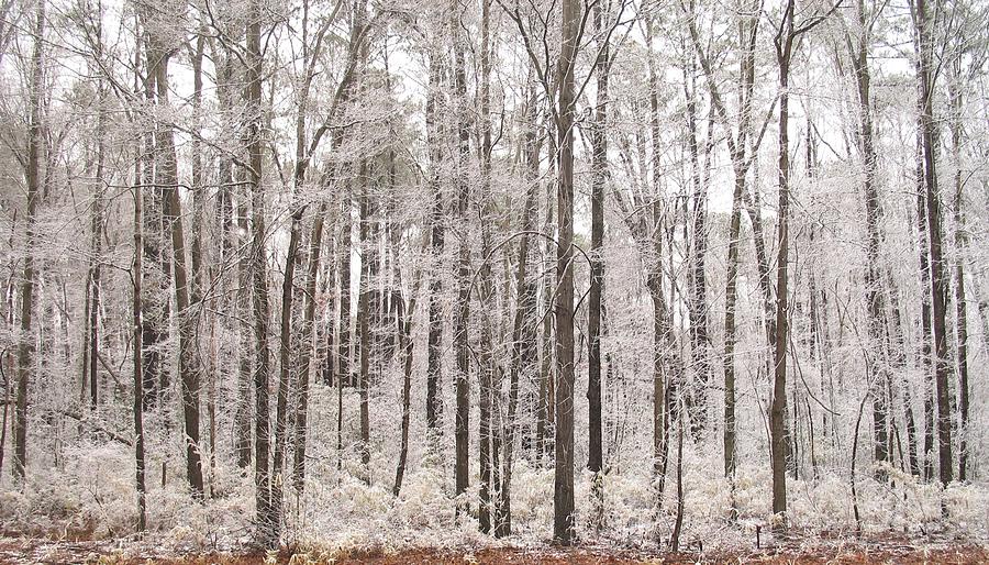 Winter Photograph - Whtie Forest by Shannon Louder