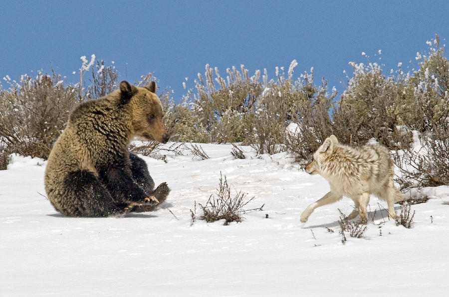 Yellowstone National Park Photograph - Why Cant We be Friends? by Sandy Sisti