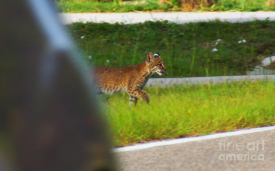 Why Did The Bobcat Cross The Road Photograph by Kim Pate - Fine Art America