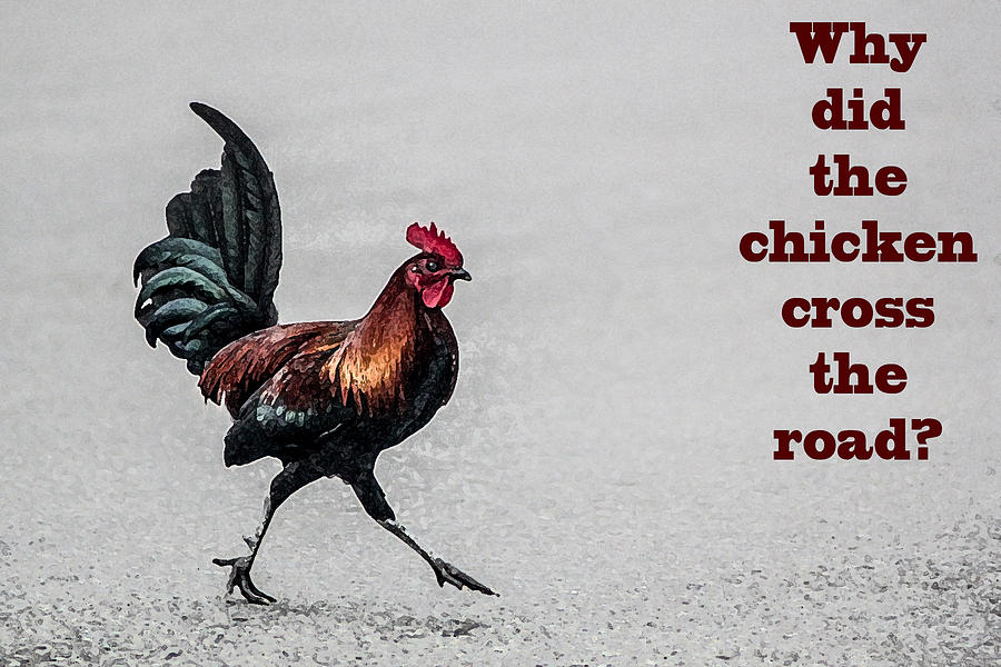 Why did the chicken cross the road Digital Art by Photographic Art by Russel Ray Photos