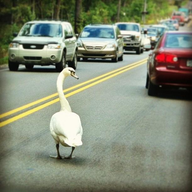 Geese Photograph - Why Did The Goose Cross The Road? by Essy Dias