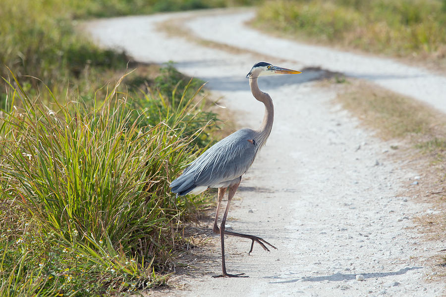 Why Did the Heron Cross the Road Photograph by John M Bailey