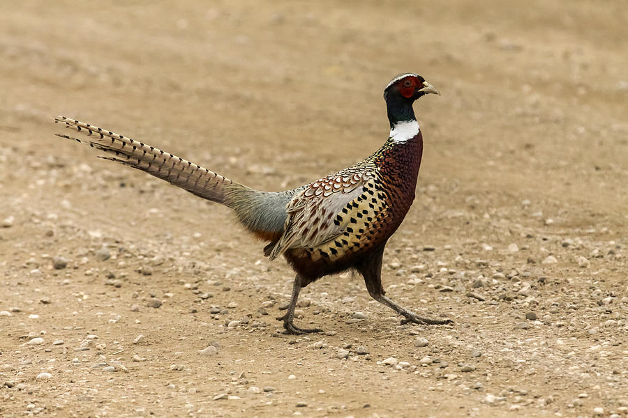 Why Did The Pheasant Cross The Road Photograph by Wayne Ek - Fine Art ...