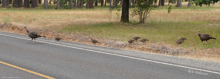 Why Did the Turkeys Cross the Road Photograph by Mick Anderson