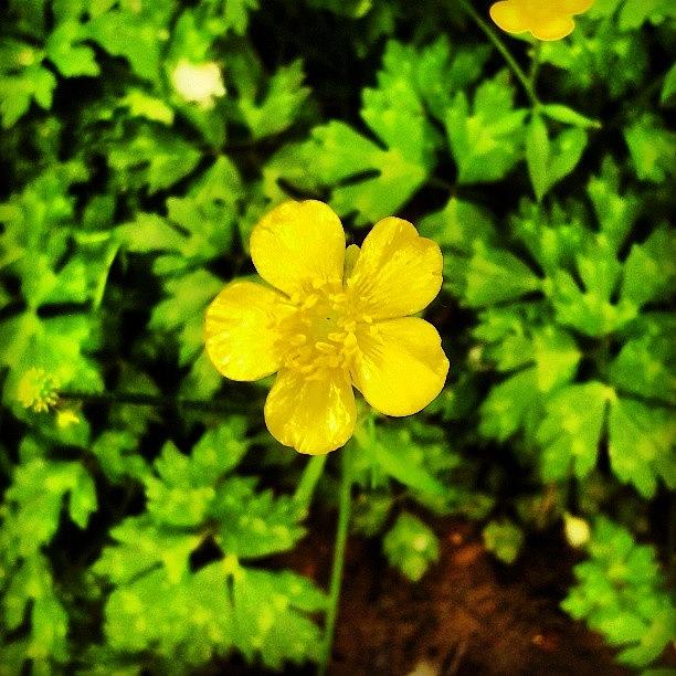 Flower Photograph - Why Dont You Cheer Me Up, #buttercup by M R M