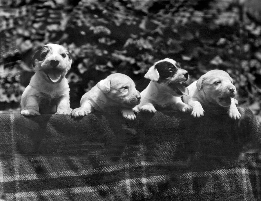 Why I Love A Dog Prizes Photograph by Underwood Archives