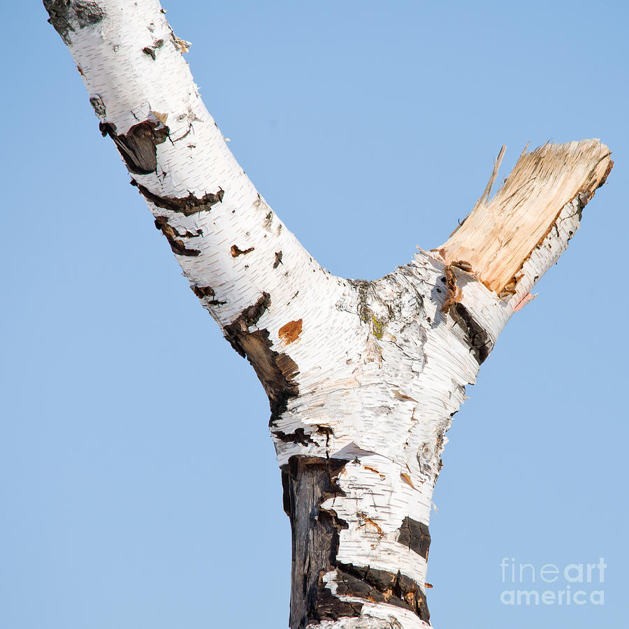 Birch tree in a Y-shape Photograph by Les Palenik