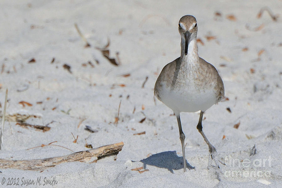Sandpiper Photograph - Why So Serious by Susan Smith