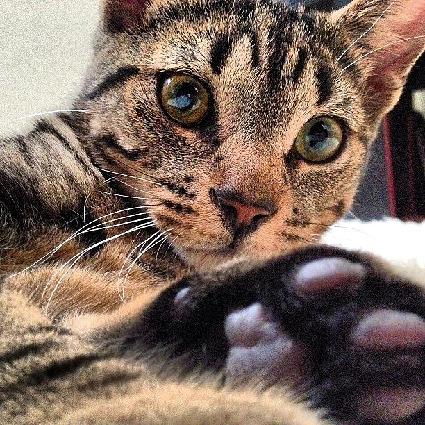 Meow Photograph - Why Yes, I Am That Cute :) #tuukka by Kristine Dunn