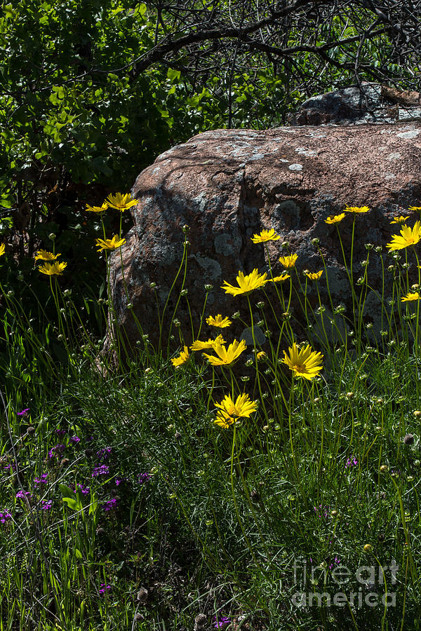 Wichita Wildflowers Photograph by Jim McCain